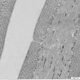Dieser Querschnitt zeigt die Strahlen einer Pfauenfeder in 10.000-facher Vergrößerung. Die Aufnahme stammt aus dem Labor des Materialforschers Nicolas Vogel vom Department für Chemie- und Bioingenieurwesen an der Friedrich-Alexander-Universität Erlangen-Nürnberg. Gemeinsam mit Miguel Carneiro, einem Evolutionsbiologen an der Universität Porto, untersucht sein Team, wie Strukturfarben in der Tierwelt entstehen. Bei Pfauen sind dafür winzige Stäbchen aus Melanin zuständig, die sich an der Oberfläche der Federn stapeln wie Streichhölzer in der Schachtel. Im Querschnitt bilden sie das gleichmäßige Punkteraster, das hier zu sehen ist. Die Strukturen verstärken blaues und grünes Licht – unabhängig von der dunklen Farbe des Melanins.