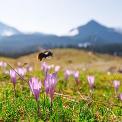 Auf bewirtschaftetem Grünland stellen sich im Lauf von Jahrzehnten komplexe Beziehungen zwischen Bestäubern und Blütenpflanzen ein