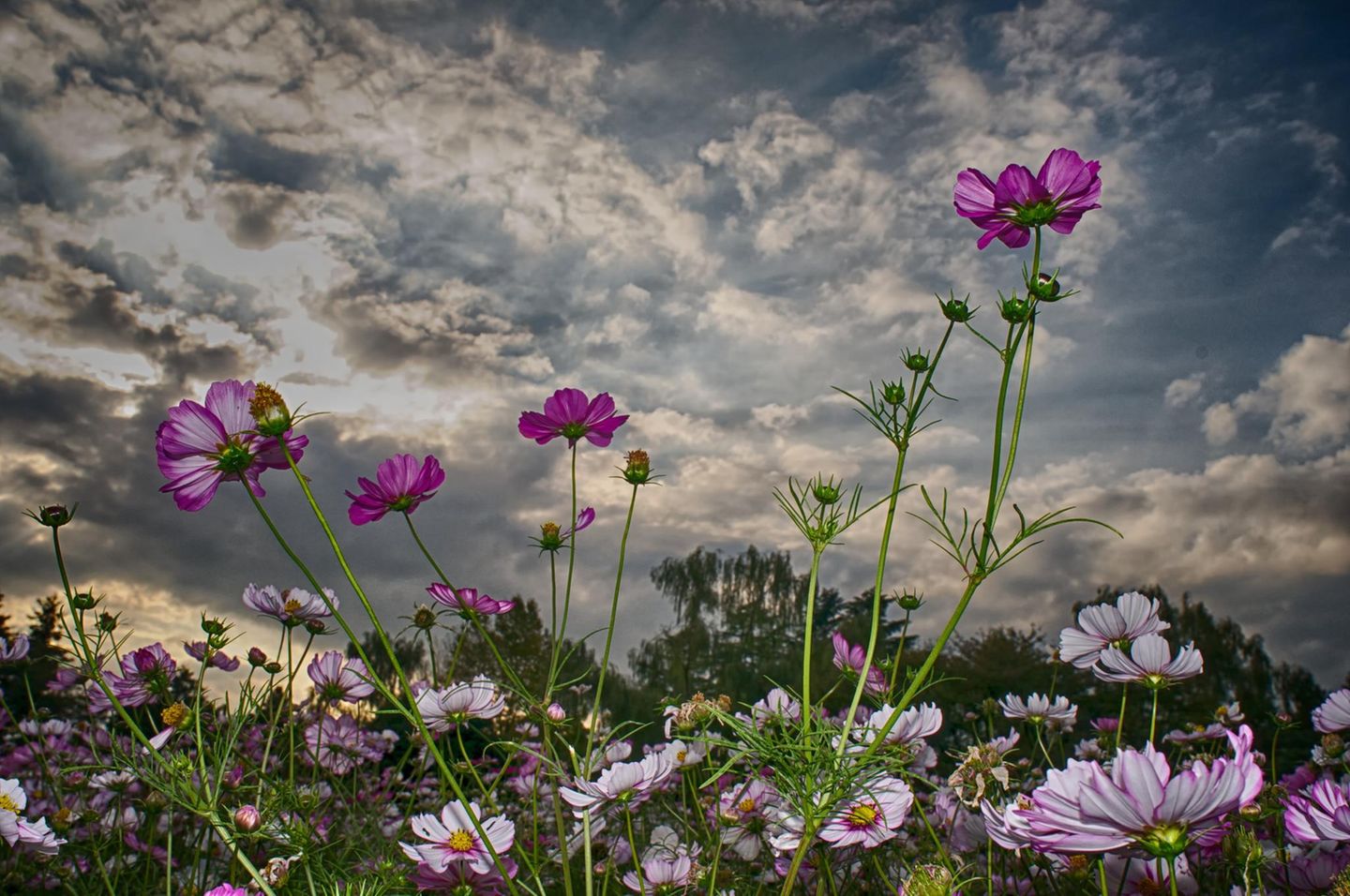 Blumenwiese mit dunklen Wolken
