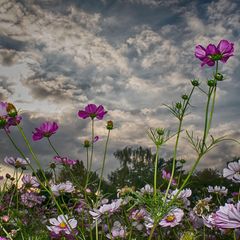 Blumenwiese mit dunklen Wolken