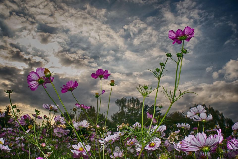 Blumenwiese mit dunklen Wolken 1.5059