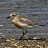 Neuseeland-Regenpfeifer