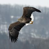 Seeadler