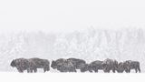 Europäischer Bison