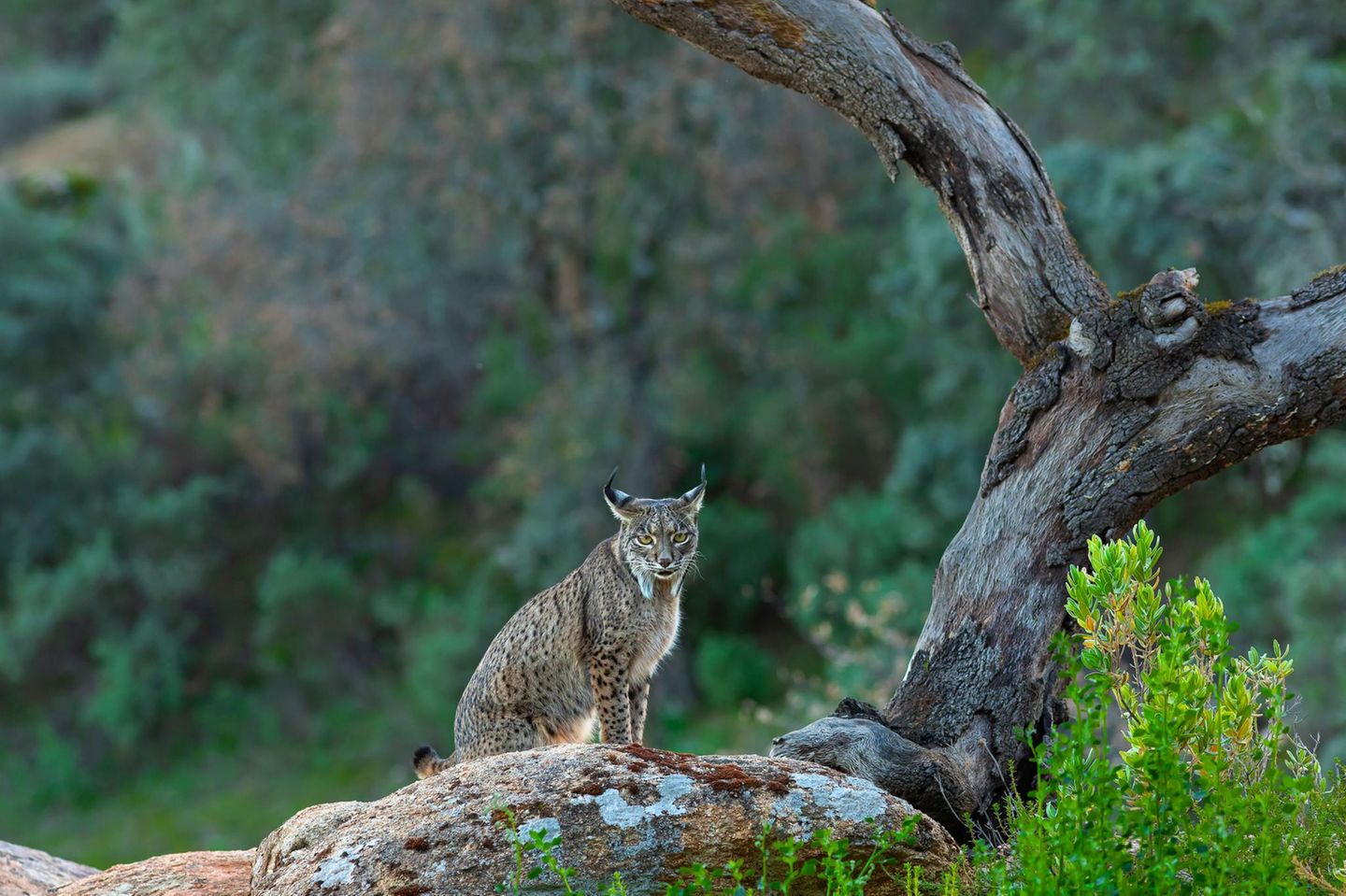Pardelluchs Iberischer Lux