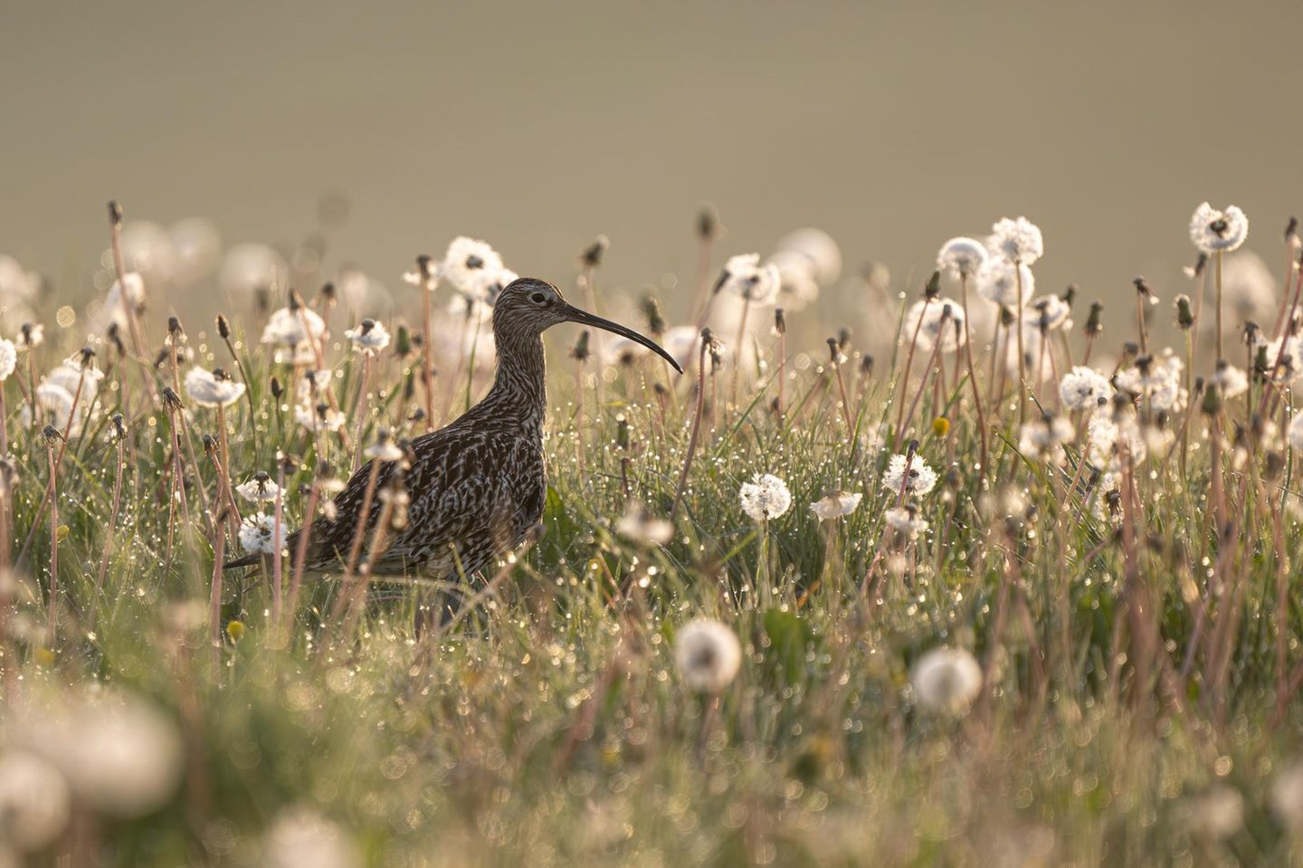 Großer Brachvogel