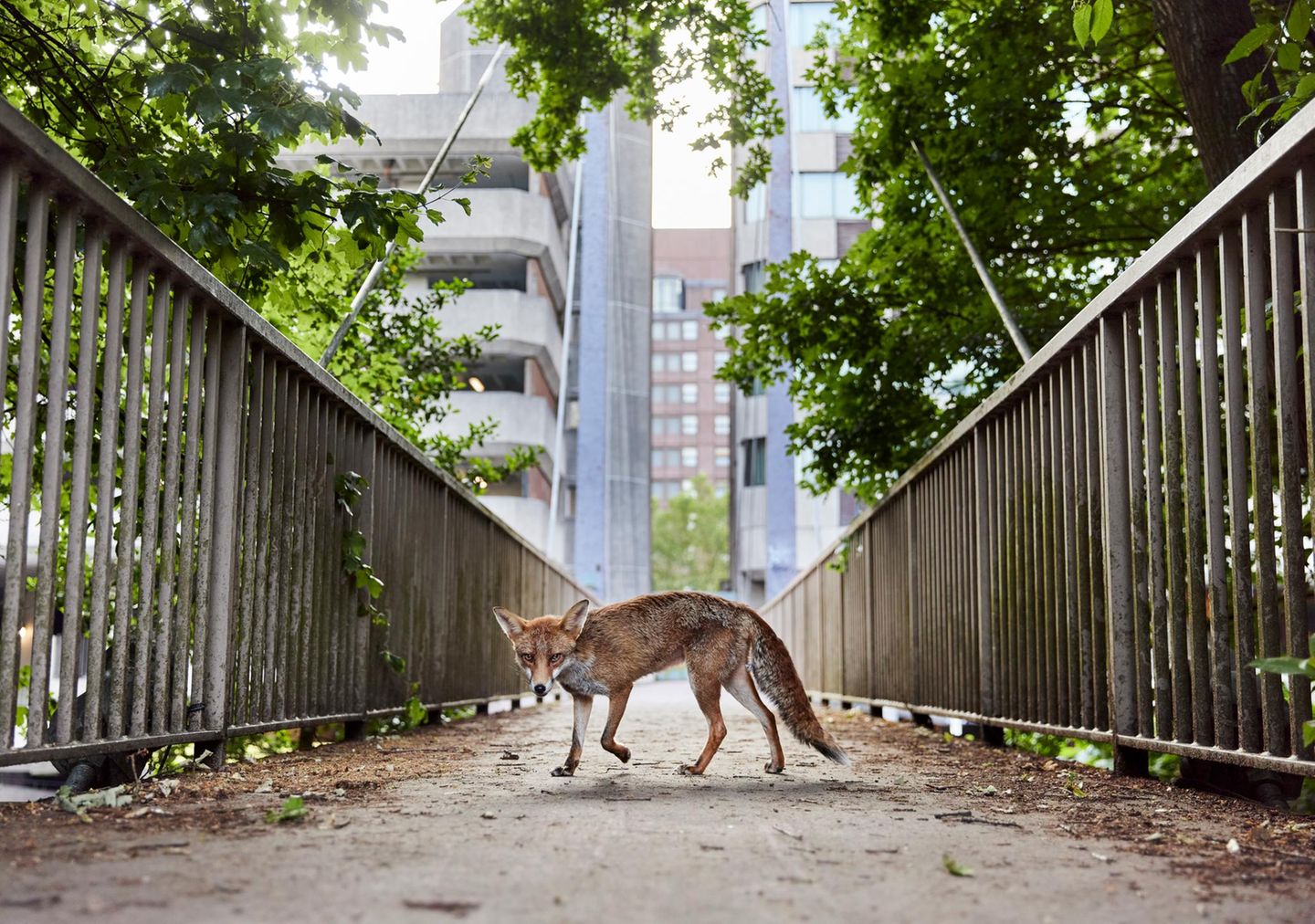 Rotfuchs in der Stadt Rotfuchs