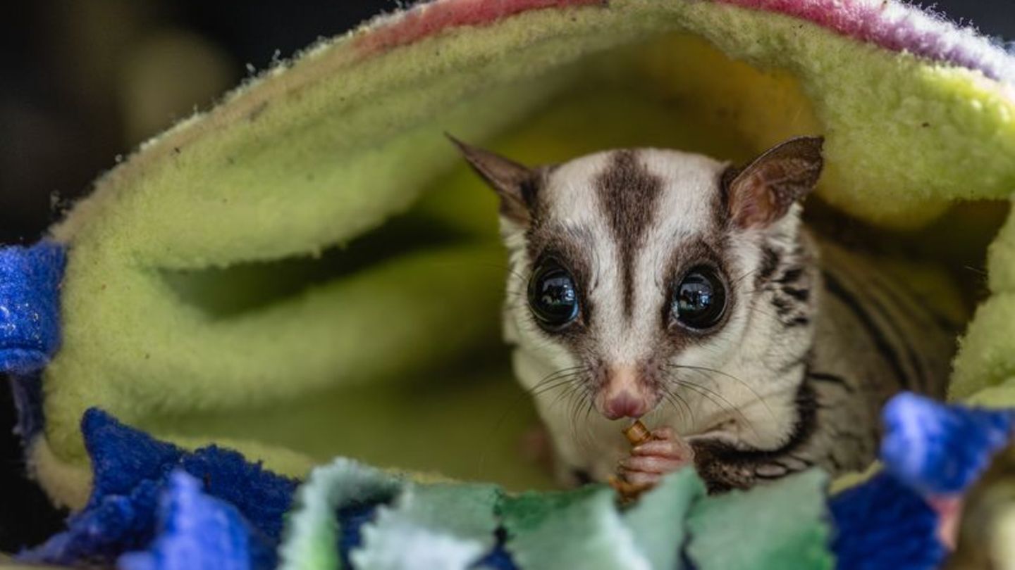 Exotische Wildtiere: Niedliche Exoten, aber: "Sugar Glider sind keine Haustiere"