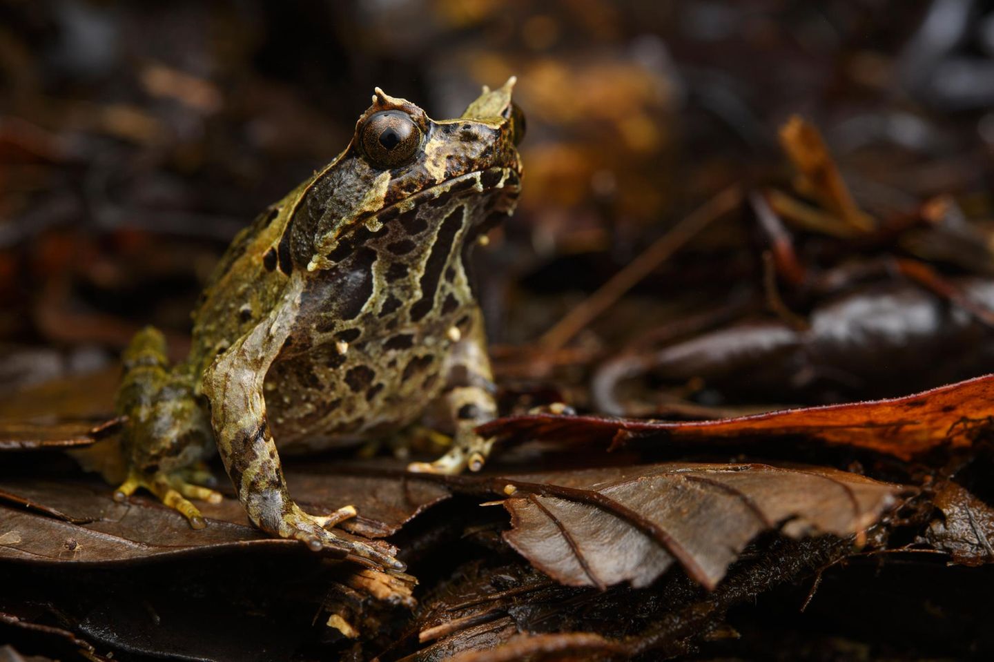 Nach Einschätzung der IUCN gibt es derzeit keine größeren Bedrohungen für die Kröte Megophrys baluensis, die nur im Norden Borneos, in Höhen zwischen 1200 und 1900 Metern, vorkommt. Die Spezies hat Glück: Sie lebt dort in zwei gut geführten Naturschutzgebieten.