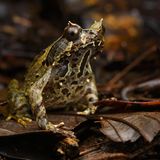 Nach Einschätzung der IUCN gibt es derzeit keine größeren Bedrohungen für die Kröte Megophrys baluensis, die nur im Norden Borneos, in Höhen zwischen 1200 und 1900 Metern, vorkommt. Die Spezies hat Glück: Sie lebt dort in zwei gut geführten Naturschutzgebieten.