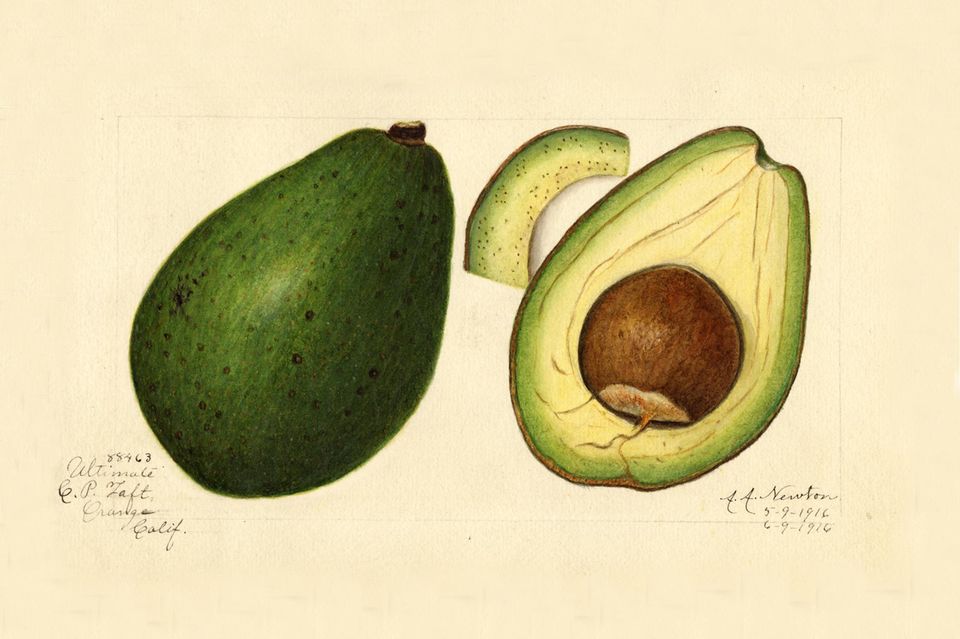Farbige Illustration einer Avocado: links die ganze Frucht, rechts aufgeschnitten mit Kern, frühes 20. Jh. 1.4525