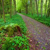 Sihlwald in der Schweiz im Frühling