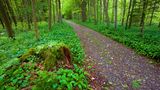 Sihlwald in der Schweiz im Frühling