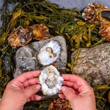 Frisch geöffnete Austern auf dem Fischmarkt  in Yerseke