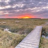 Holzbohlenwege durch das Naturschutzgebiet Verdronken Land mit Sonnenuntergang