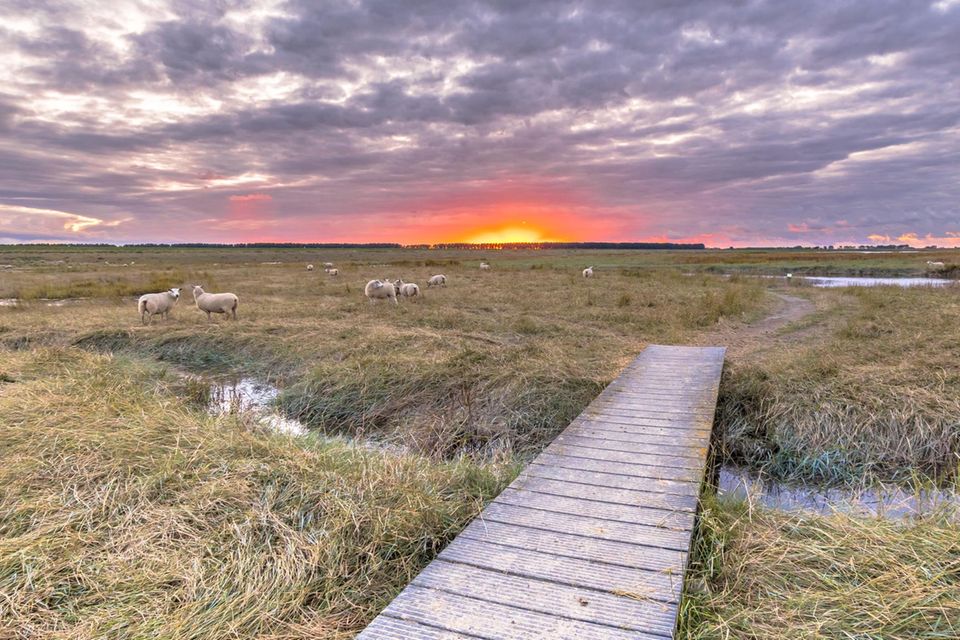 Holzbohlenwege durch das Naturschutzgebiet Verdronken Land mit Sonnenuntergang