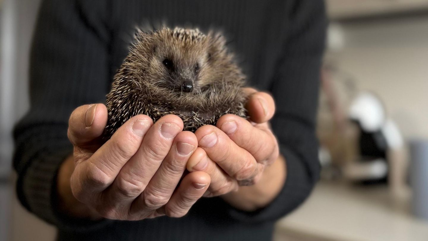 Italien: Die Igel des Dottore Vacchetta: Wie ein Tierarzt gegen das Igelsterben kämpft