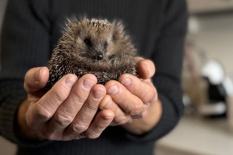 Igel wird in Händen gehalten