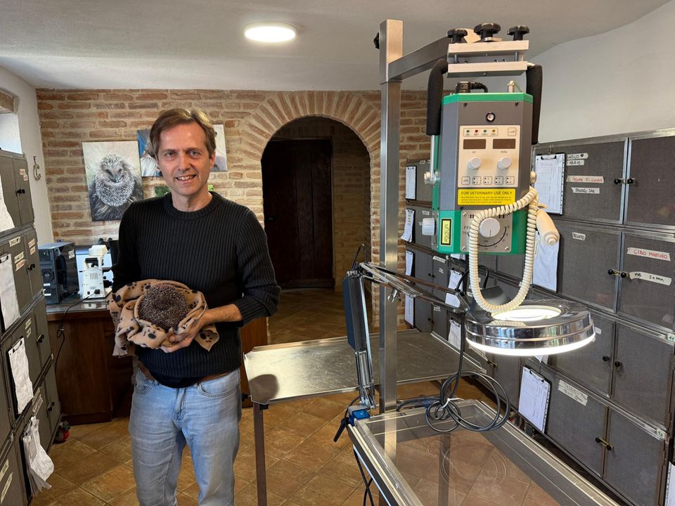 Tierarzt Massimo Vacchetta mit Igel in den Händen