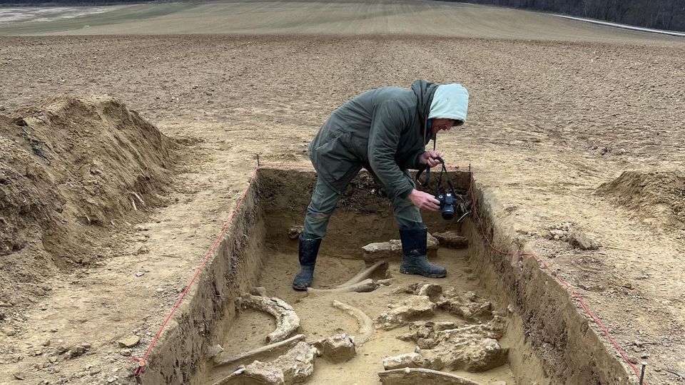 Dokumentation der Fundschicht mit Mammutknochen und vier Stoßzähnen in Grabungsfläche 1