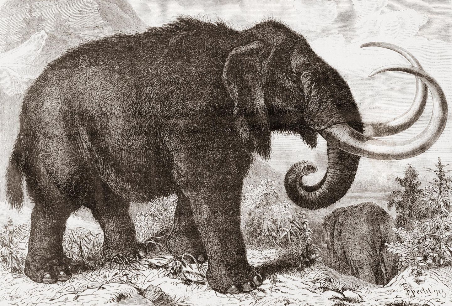 Illustration eines Wollmammuts Illustration eines Wollmammuts