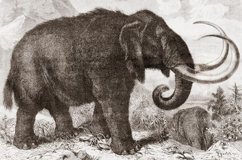 Illustration eines Wollmammuts