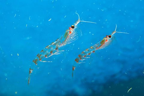zwei Antarktischer Krills im Wasser