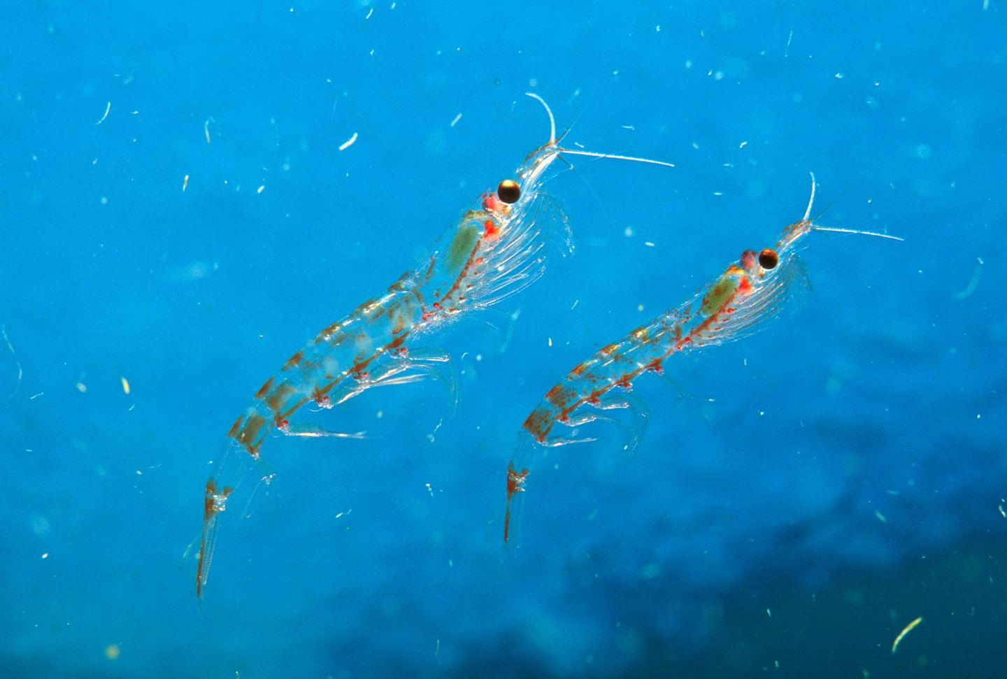 zwei Antarktischer Krills im Wasser