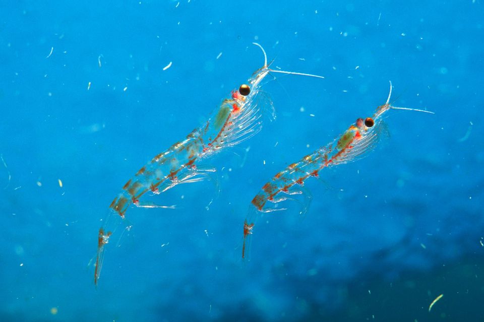 zwei Antarktischer Krills im Wasser 1.483
