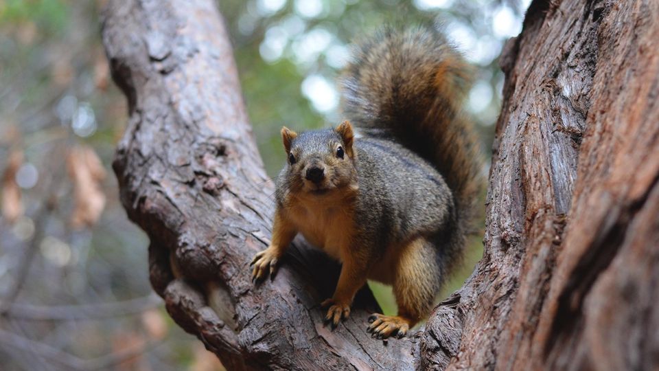 Ein Fuchshörnchen im Eukalyptushain auf dem Campus der Universität in Berkeley