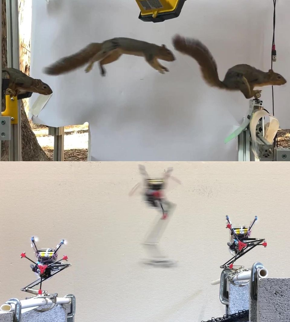 Das Eichhörnchen springt auf einen Ast, in den Instrumente zur Messung der Kräfte eingebaut sind. Daraus hat das Forschungsteam Prinzipien abgeleitet, die sie ihrem einbeinigen Roboter "Salto" beibrachten