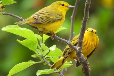Weiblicher und männlicher Goldwaldsänger auf einem Ast