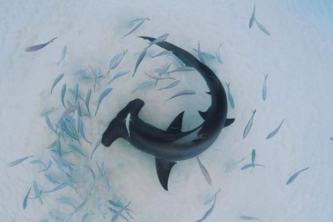 Hammerhai schwimmt umgeben von kleineren Fischen