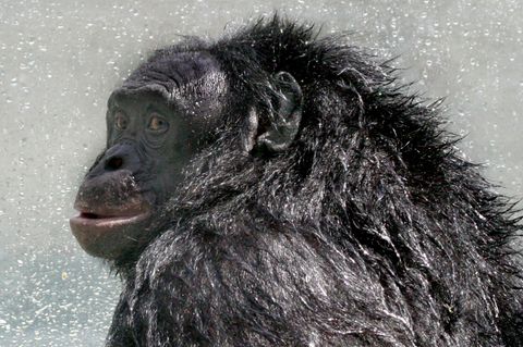 Ohne dass er darauf trainiert wurde, nutzte Bonobo Kanzi Sprachelemente – eine Sensation