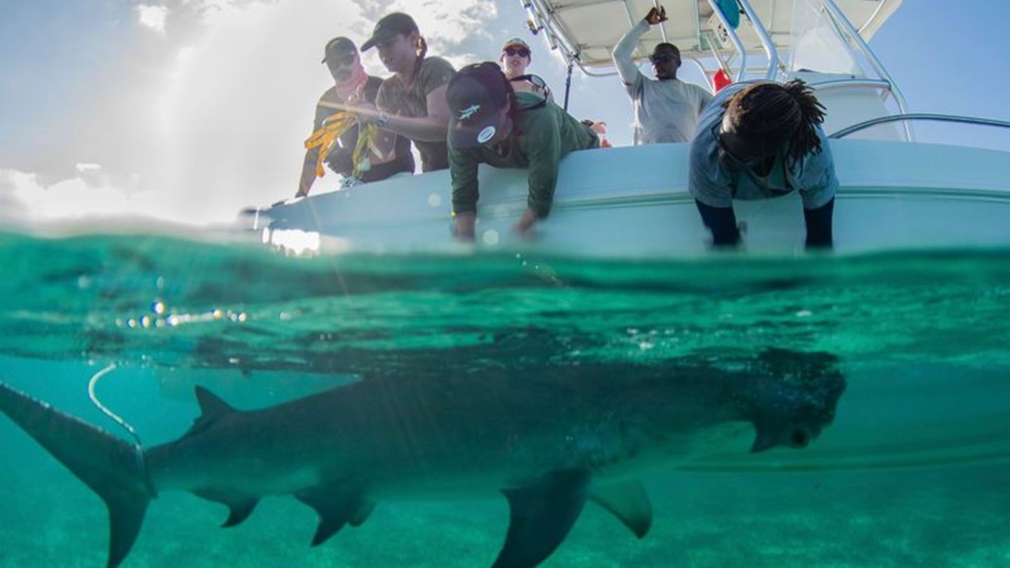 Begehrtes Schutzgebiet: Hammerhaie werden auf den Bahamas zu Stubenhockern