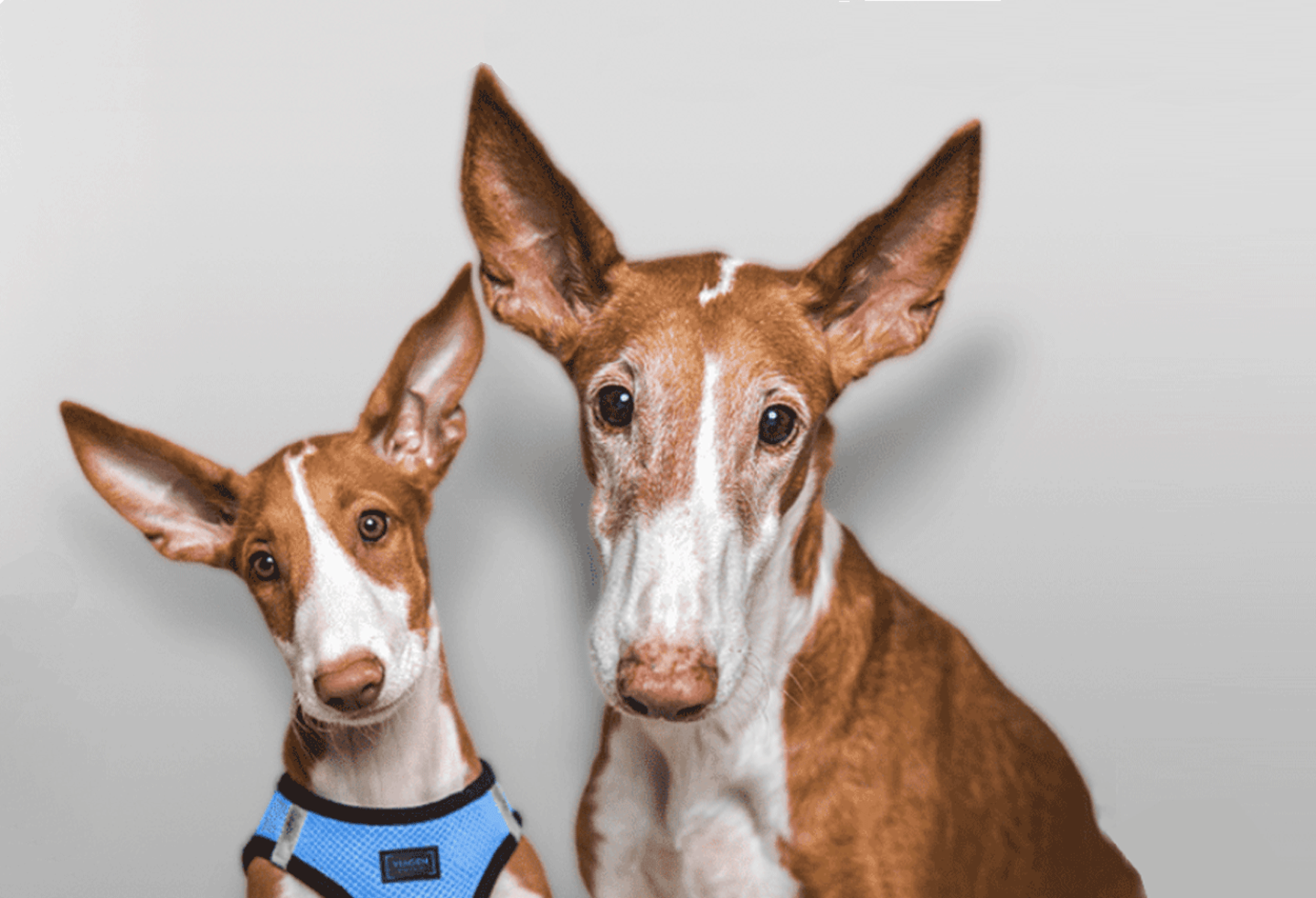 Zwei gleichausehende Hunde