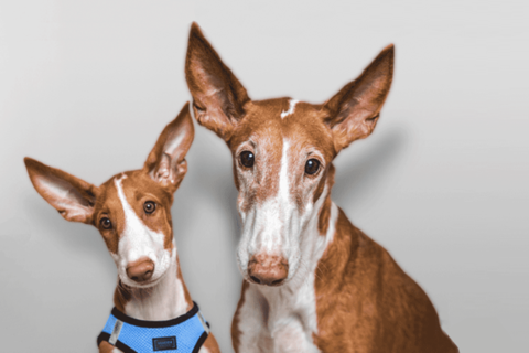 Zwei gleichausehende Hunde