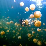 Frau taucht im Quallensee in Palau