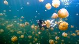 Frau taucht im Quallensee in Palau