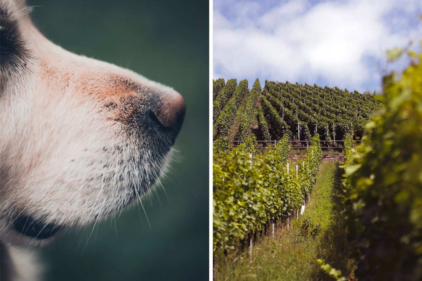 Foto links: Hundenase, Foto rechts: Weinberg