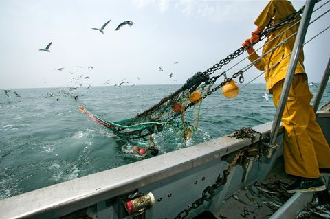 Möwenschwarm, der vom Einholen eines Schleppnetzes voller Fische angelockt wird