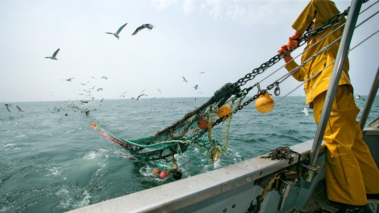 Umweltbericht: Fischerei mit Schleppnetzen verursacht womöglich Milliardenschäden