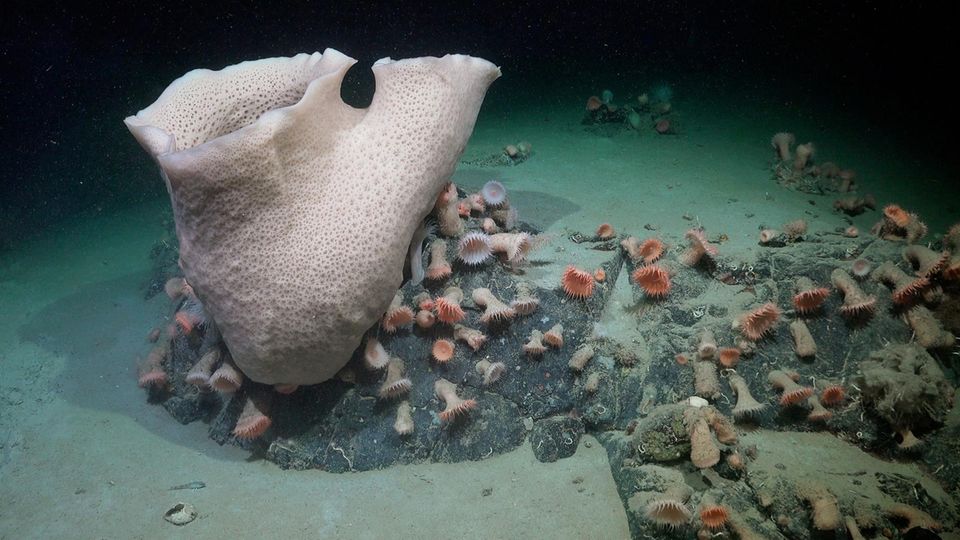 In 230 Metern Tiefe entdeckten die Forschenden Anemonen und Schwämme. Letztere wachsen weniger als zwei Zentimeter im Jahr. Wegen ihrer imposanten Größe glauben die Forschenden deshalb, dass sie schon Jahrzehnte oder gar Jahrhunderte alt sein müssen 