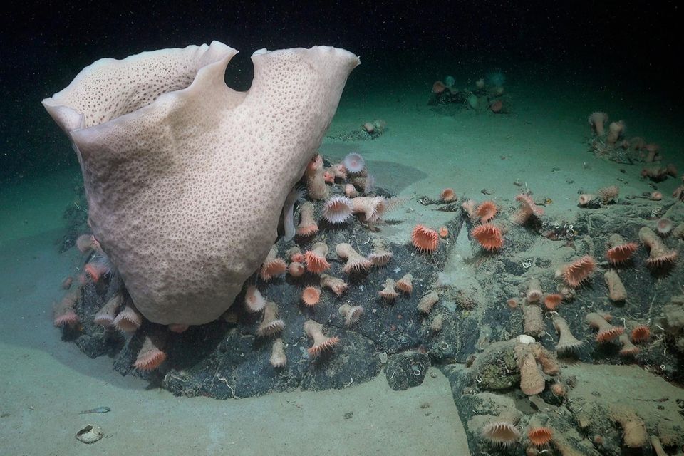 In 230 Metern Tiefe entdeckten die Forschenden Anemonen und Schwämme. Letztere wachsen weniger als zwei Zentimeter im Jahr. Wegen ihrer imposanten Größe glauben die Forschenden deshalb, dass sie schon Jahrzehnte oder gar Jahrhunderte alt sein müssen  1.7778