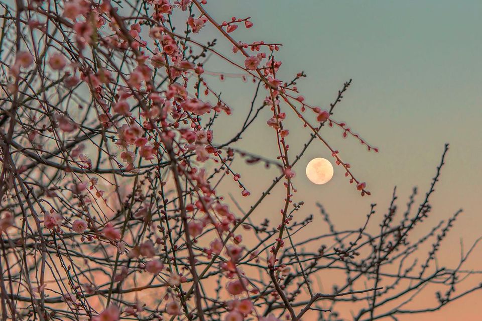 Im Frühling erwacht die Natur, die Bäume erblühen und sorgen mit dem Mond für pittoreske Szenerien 0.7056