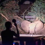 Dorfbewohner treffen auf einen wilden Elefanten