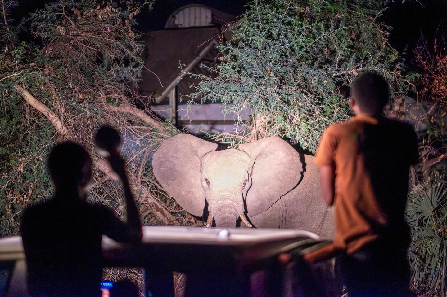 "The Elephant Whisperers of Livingston" von Tommy Trenchard Dorfbewohner treffen auf einen wilden Elefanten