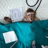 Siegerin der Kategorie "Stories" im Raum Asien-Pazifik und Ozeanien  Die Makaken der thailändischen "Affenstadt" Lop Buri waren die Lieblinge der Touristen. Besucher aus aller Welt päppelten die Tiere mit Früchten und posierten mit ihnen für Selfies. Doch durch Corona kam der Fremdenverkehr zum Erliegen – und mit ihm die wichtigste Nahrungsquelle der Makaken. Hungernde Affen zogen fortan marodierend durch die Stadt, stahlen Lebensmittel und attackierten die Einheimischen. Seit vergangenem Jahr dämmen die Behörden die Population ein, indem sie die Tiere fangen und sterilisieren.