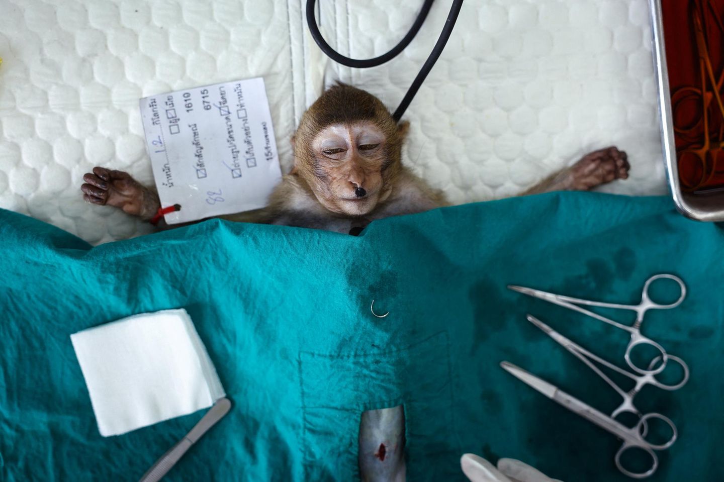 "No More Monkey Mania in Thai Town" von Chalinee Thirasupa Siegerin der Kategorie "Stories" im Raum Asien-Pazifik und Ozeanien Die Makaken der thailändischen "Affenstadt" Lop Buri waren die Lieblinge der Touristen. Besucher aus aller Welt päppelten die Tiere mit Früchten und posierten mit ihnen für Selfies. Doch durch Corona kam der Fremdenverkehr zum Erliegen – und mit ihm die wichtigste Nahrungsquelle der Makaken. Hungernde Affen zogen fortan marodierend durch die Stadt, stahlen Lebensmittel und attackierten die Einheimischen. Seit vergangenem Jahr dämmen die Behörden die Population ein, indem sie die Tiere fangen und sterilisieren.