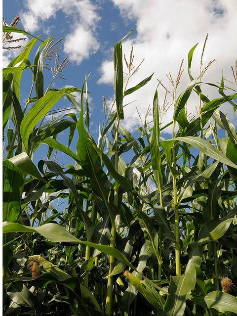 Landwirtschaftsmeister Hubert Roßkothen sprühte auf seine Maisäcker auch Wirkstoffe, die heute verboten sind, darunter Atrazin. Der Stoff erhöht das Risiko, an Parkinson zu erkranken